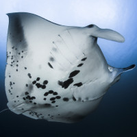Manta