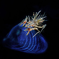 The rider: Tiger shrimp