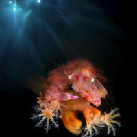 The balcony: Porcellain crab