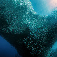 The twister: sardines