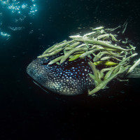 Whale shark and remores