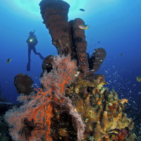Volcano: Sponge e soft coral .Philippines