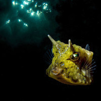 Box fish : Double exposition