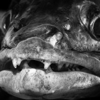 Upír z Leštinky - candát obecný