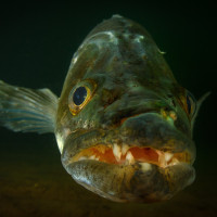 Beze strachu - candát obecný