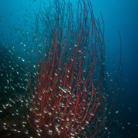 nálada s vodou korálem a rybkami