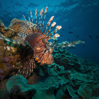 Jeho eminence perutýn