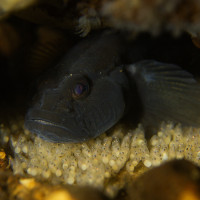 Hlídající hlaváč