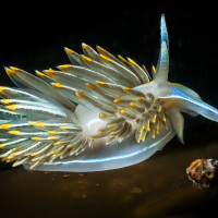 nudibranch
