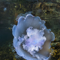 jellyfish