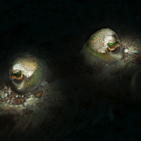 the eyes of the turbot fish
