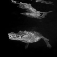 Crocodille reflection