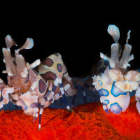 couple of harlequin shrimp