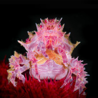 Candy crab with eggs