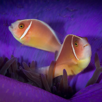 Clown fish & transparence shrimp