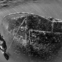 Stern of Belina with freediver