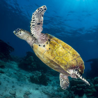 Turtle in the sunshine