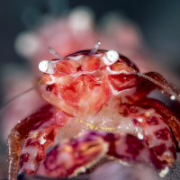 The small family has newborns coming