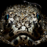 Waiting for the meal