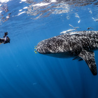 The giant gentle and the girl