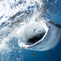 Whale shark feeding