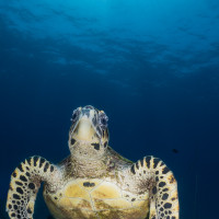 I look into your eyes