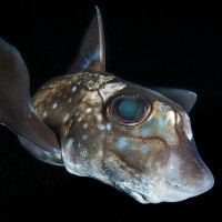 Chimaera