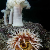 Canadian underwater life
