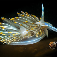 Canadian nudi