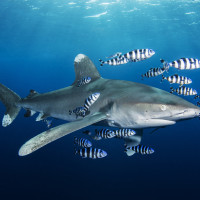 Oceanic whitetip shark