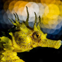 Disco Seahorse