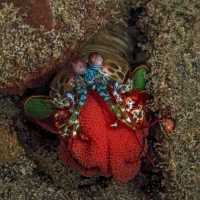 Mantis shrimp with eggs