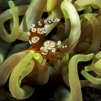 Anemone shrimp