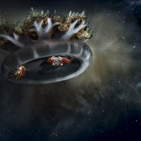 Stowaways traveling the Universe