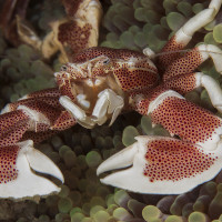 Anemone crab