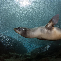 Sea Lion