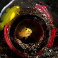 Goby in the bottle