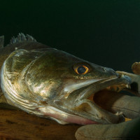 ...lidožravý candát