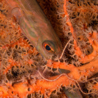 ...strká nos do cizích věcí!  - Wakatobi, Indonézie