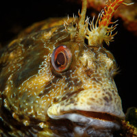 Slizoun pruhovaný (Parablennius gattorugine) - Chorvatsko