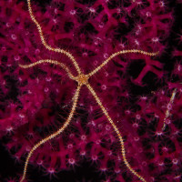 Hadice - Wakatobi, Indonézie