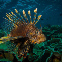 Perutýn ohnivý (Pterois volitans) - Wakatobi, Indonézie