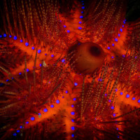 ježovka z Lembehu, Indonésie