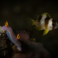 nahožábrý plž a malý sapín - Lembeh, Indonésie