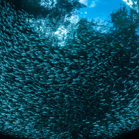 School under mangroves