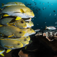 The strenght of shoal