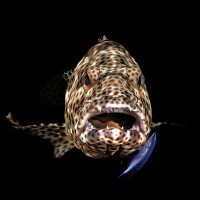Open mouth Groupper