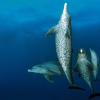 Dolphin Family