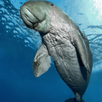 Dugong