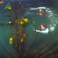 Water Lilly withmodell